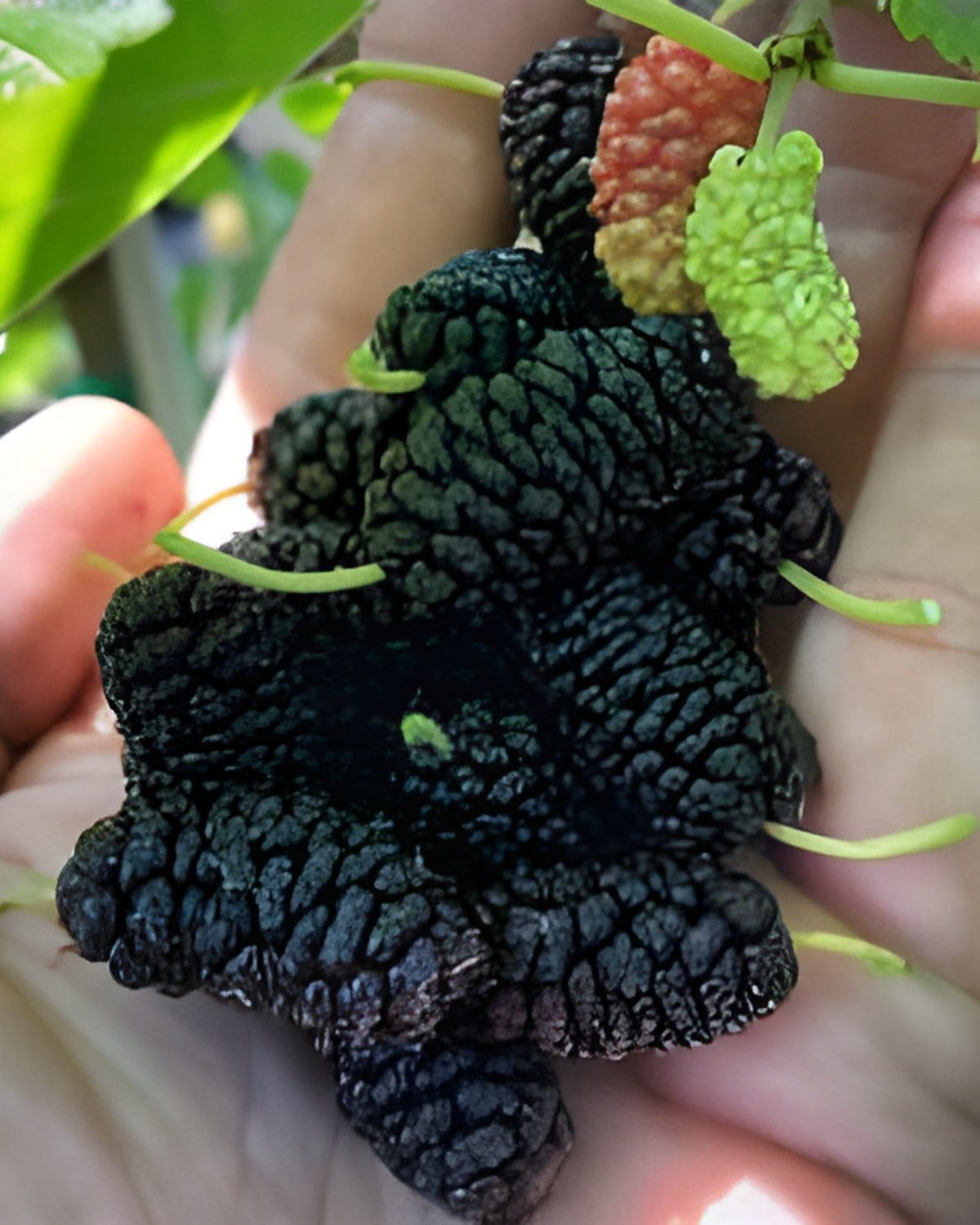 Mulberry Plant