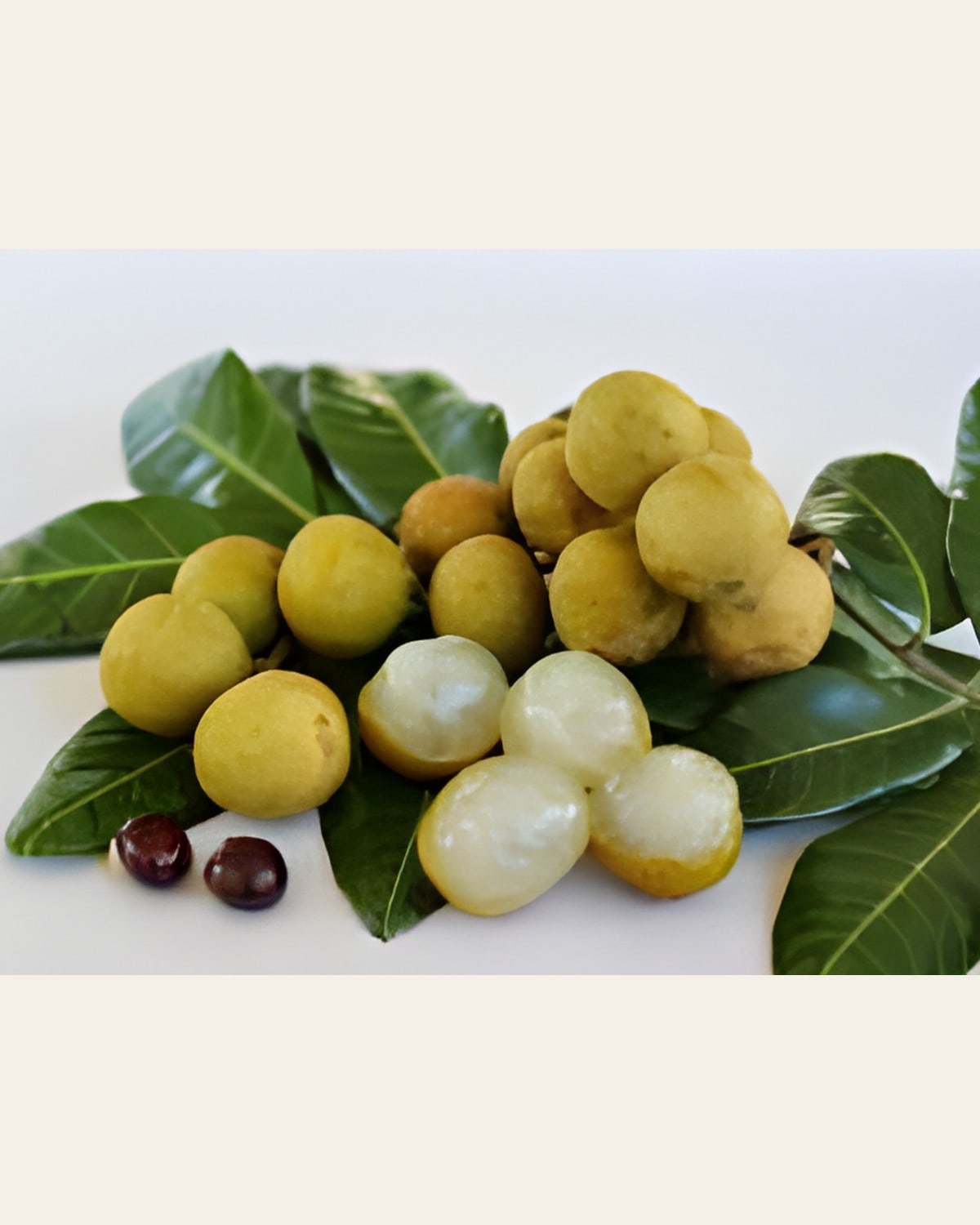 Longan Plant (Grafted, Dwarf)