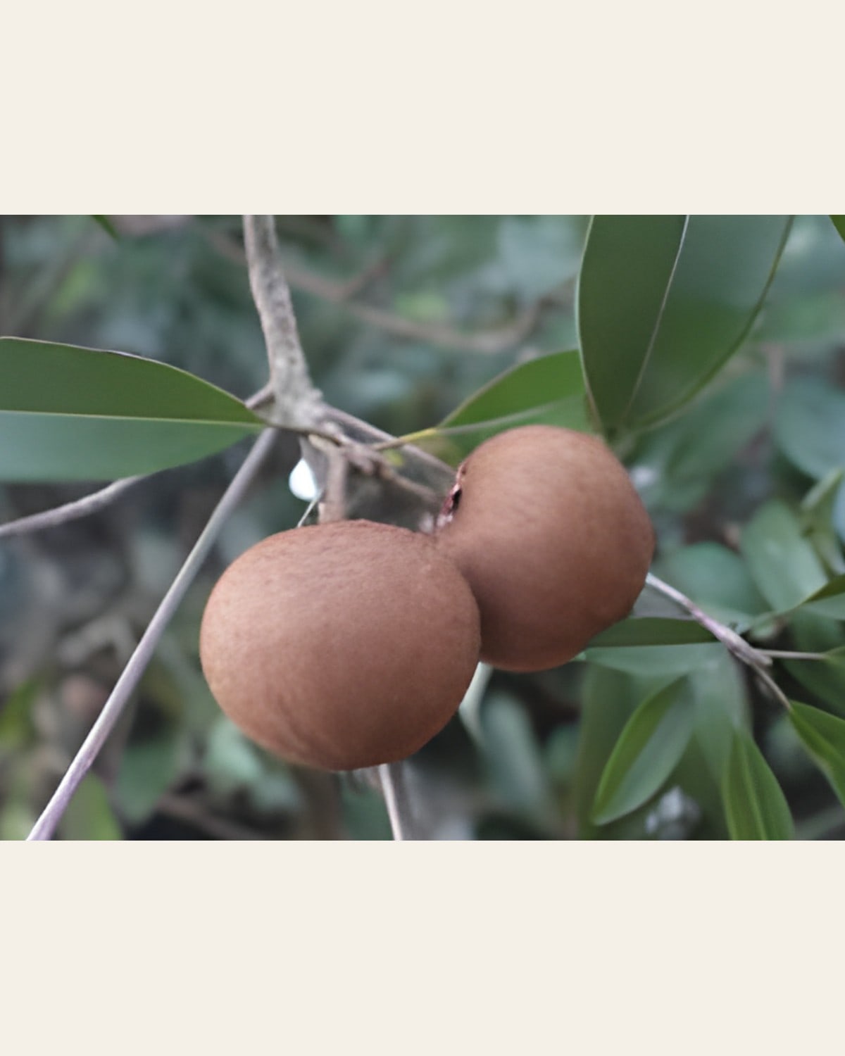 Cricket Ball Sapota Plant