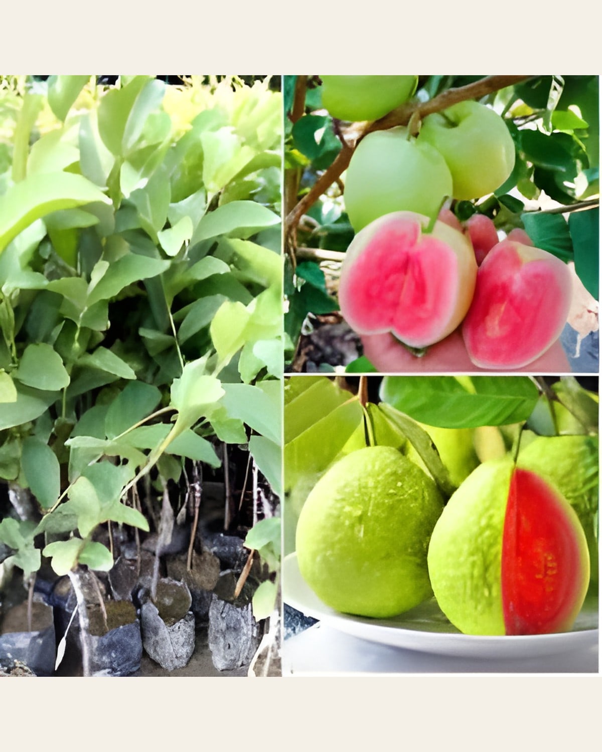 Taiwan Pink Guava Plant (Grafted, Dwarf)
