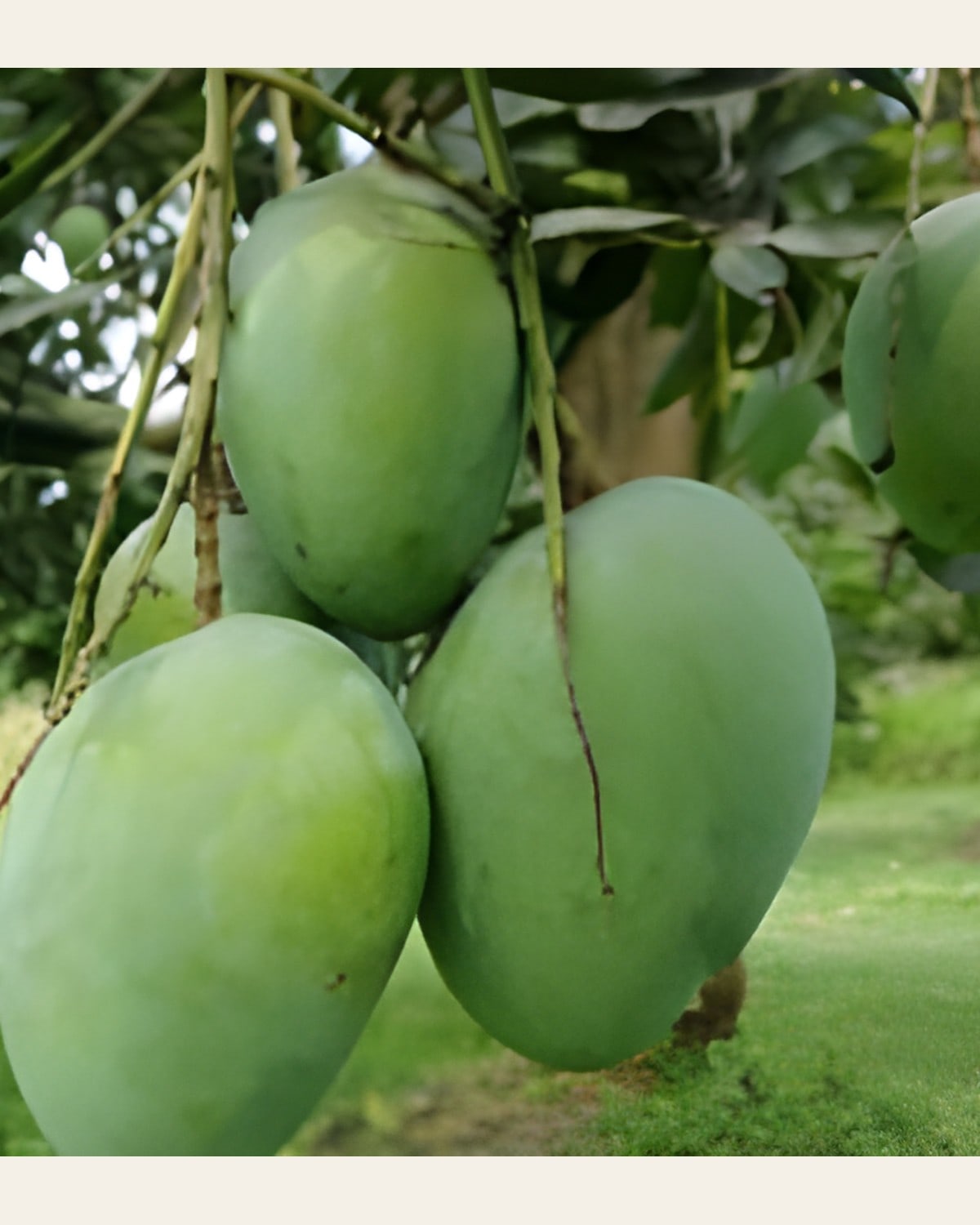 Gobinda Bhog Mango Plant
