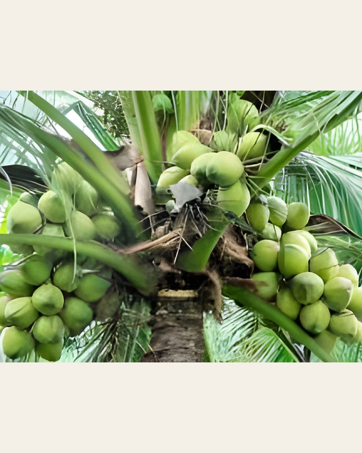 Vietnam Dwarf Coconut Plant