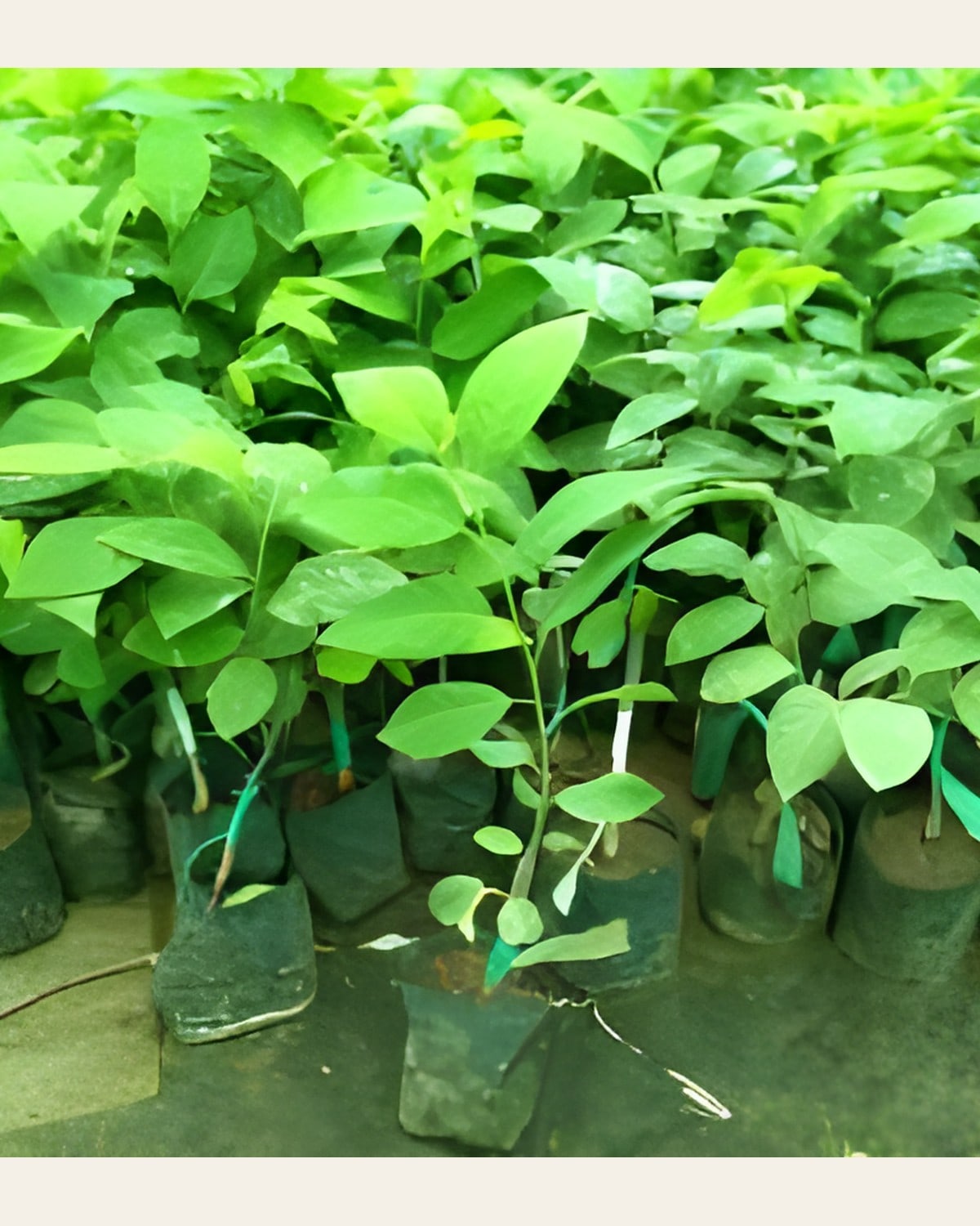 Thai Custard Apple Plant