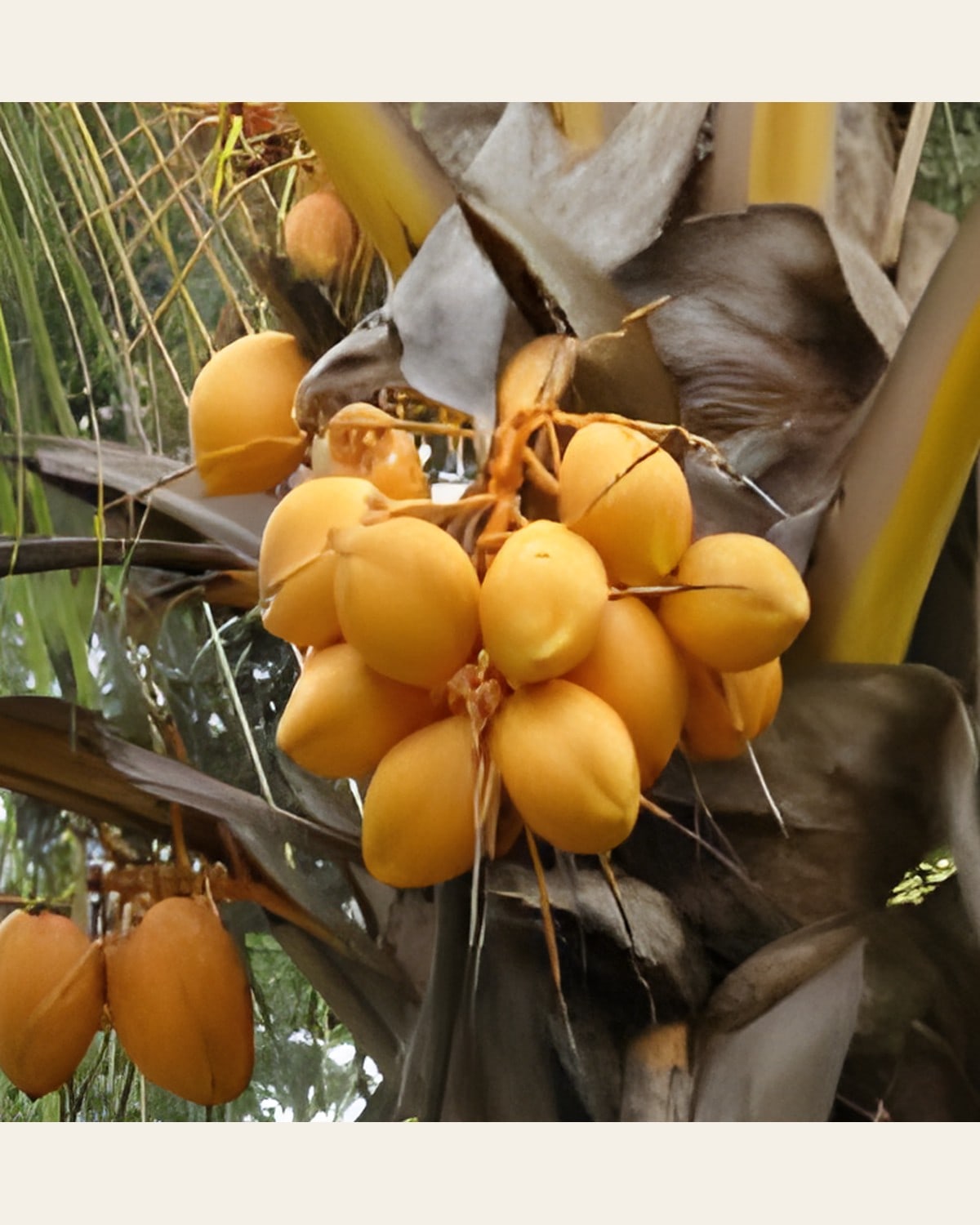 Golden Coconut Plant (Garden or Indoor)