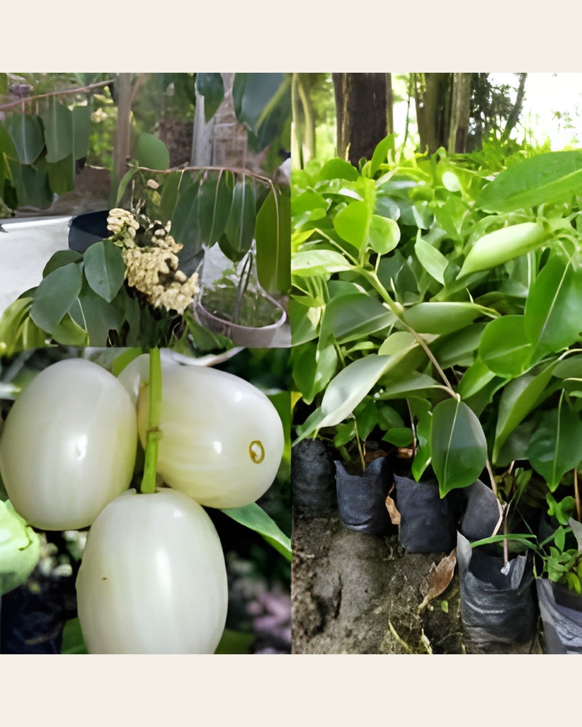 White Water Apple Plant (Jamrul)