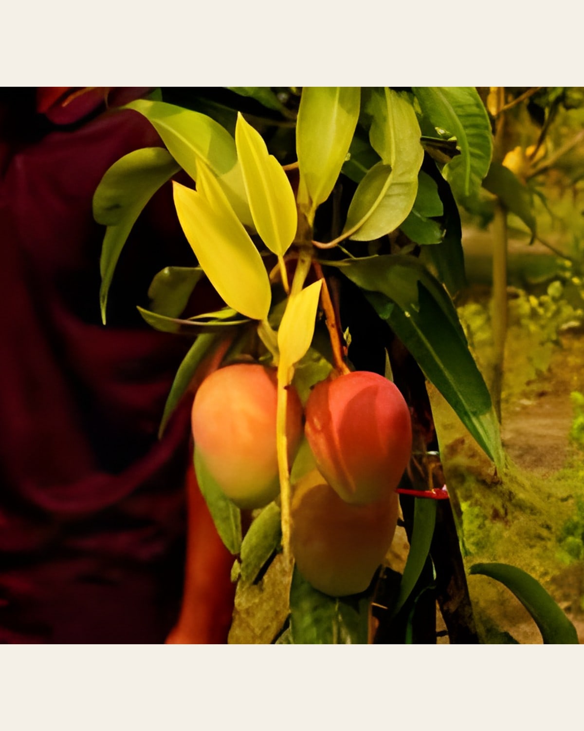 Pusa Surya Mango Plant