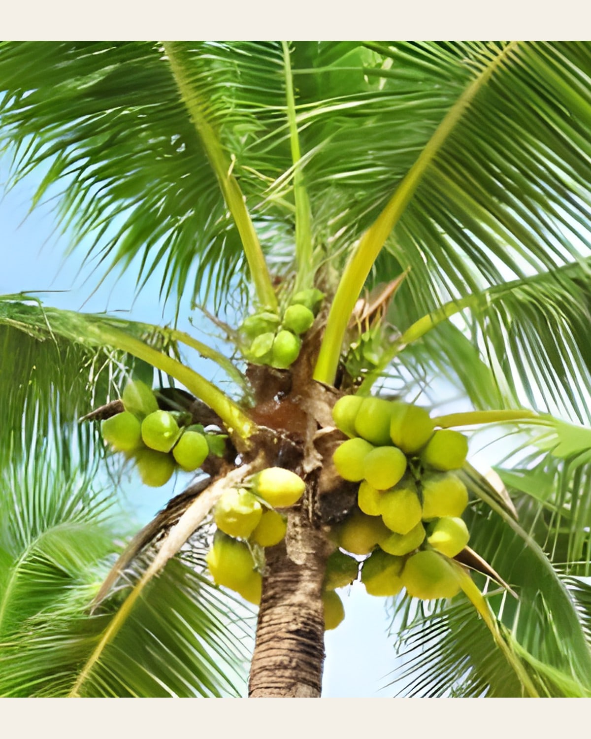 Kerala Coconut Plant