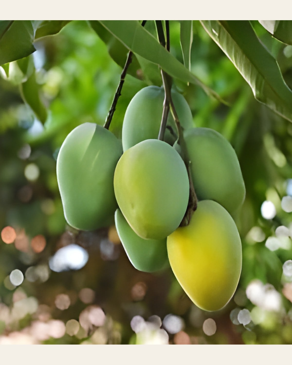 Kohitur Mango Plant (Grafted)