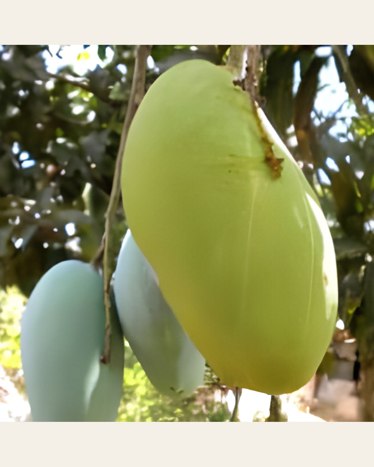 Fazli Mango Plant (Grafted)