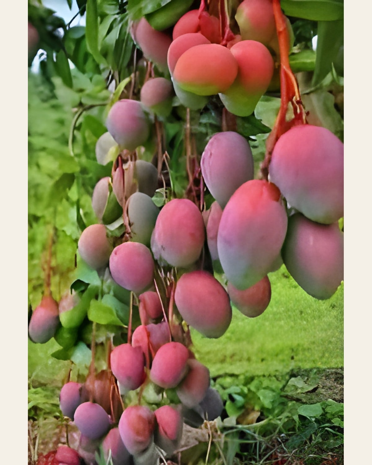 Gulab Khas Mango Plant