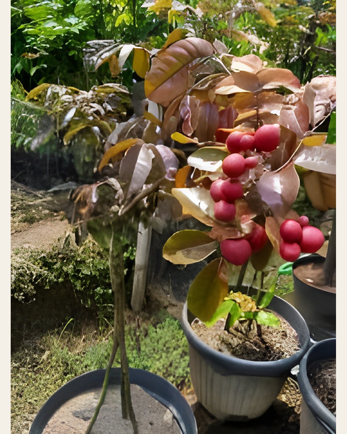Rubi Ranghon Fruit Plant