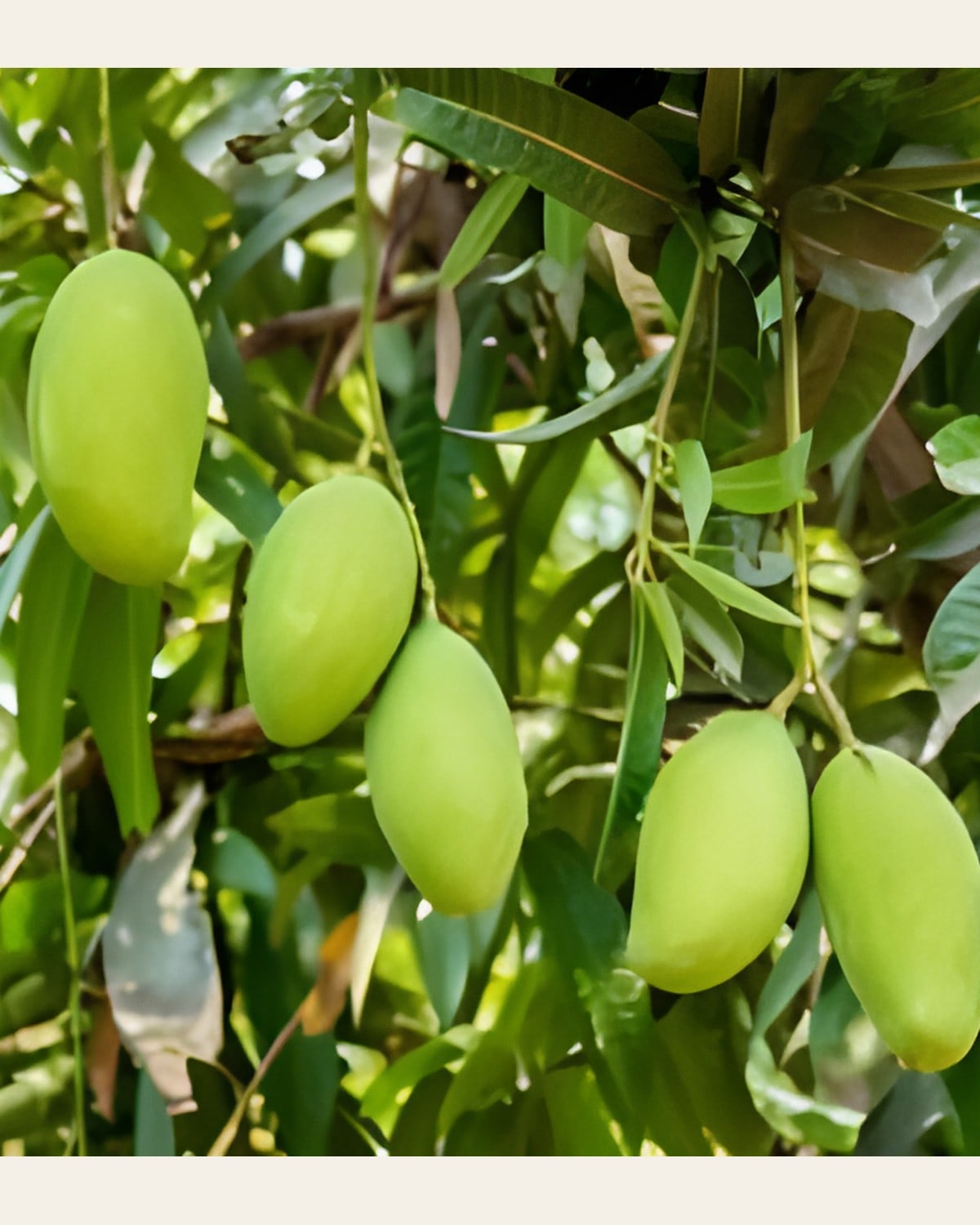 Kacha Mitha Mango Plant (Grafted)