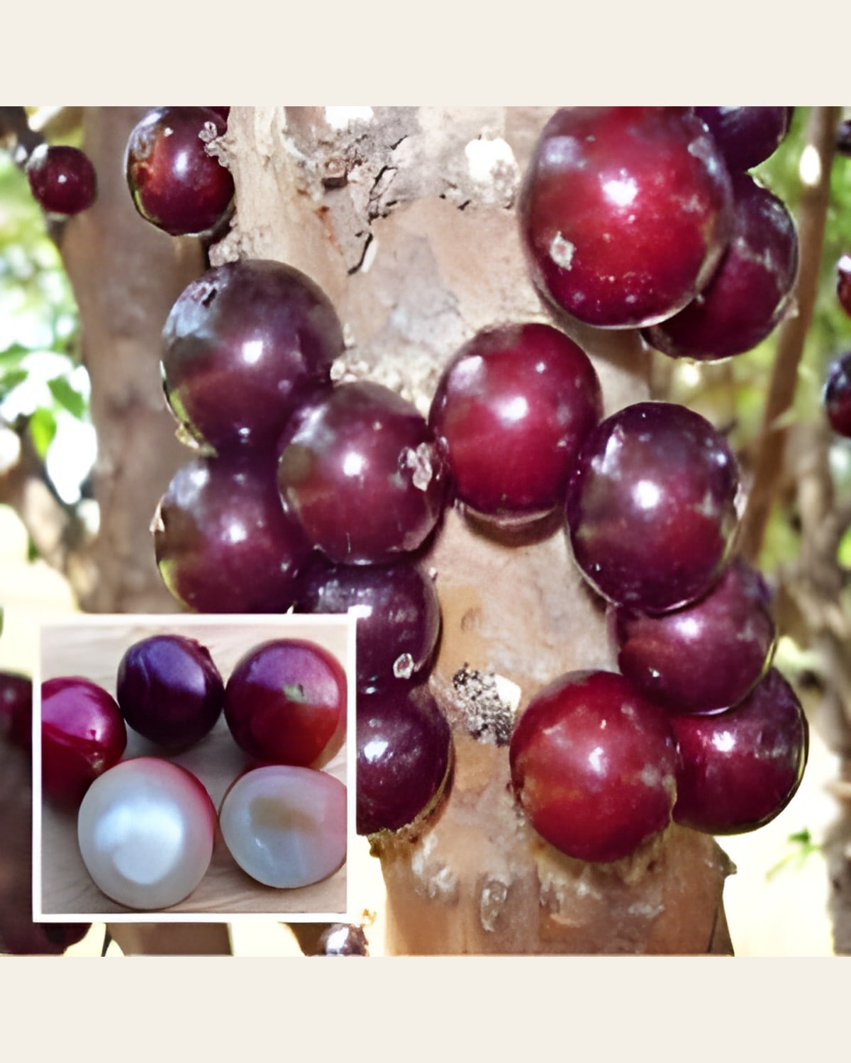 Jaboticaba Plant (Brazilian Grape, Grafted)