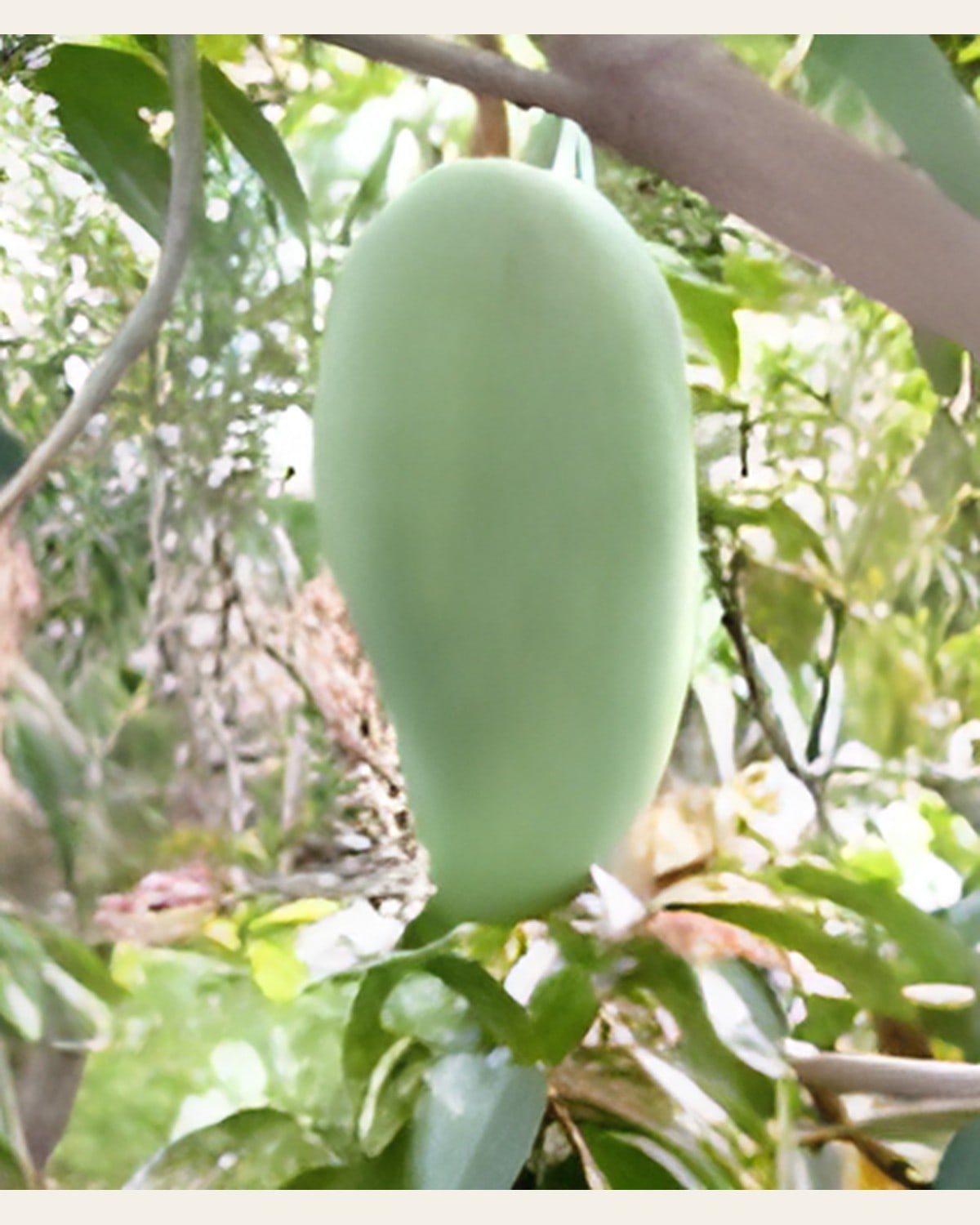 Noorjahan Mango Plant (Dwarf)