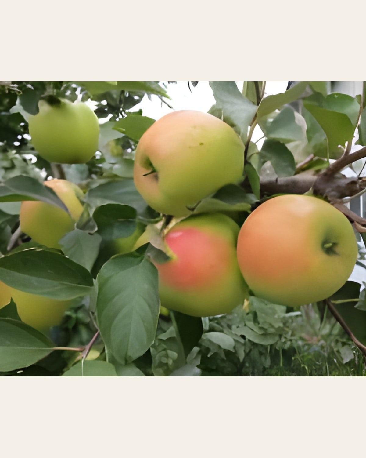 Harman 99 Apple Plant