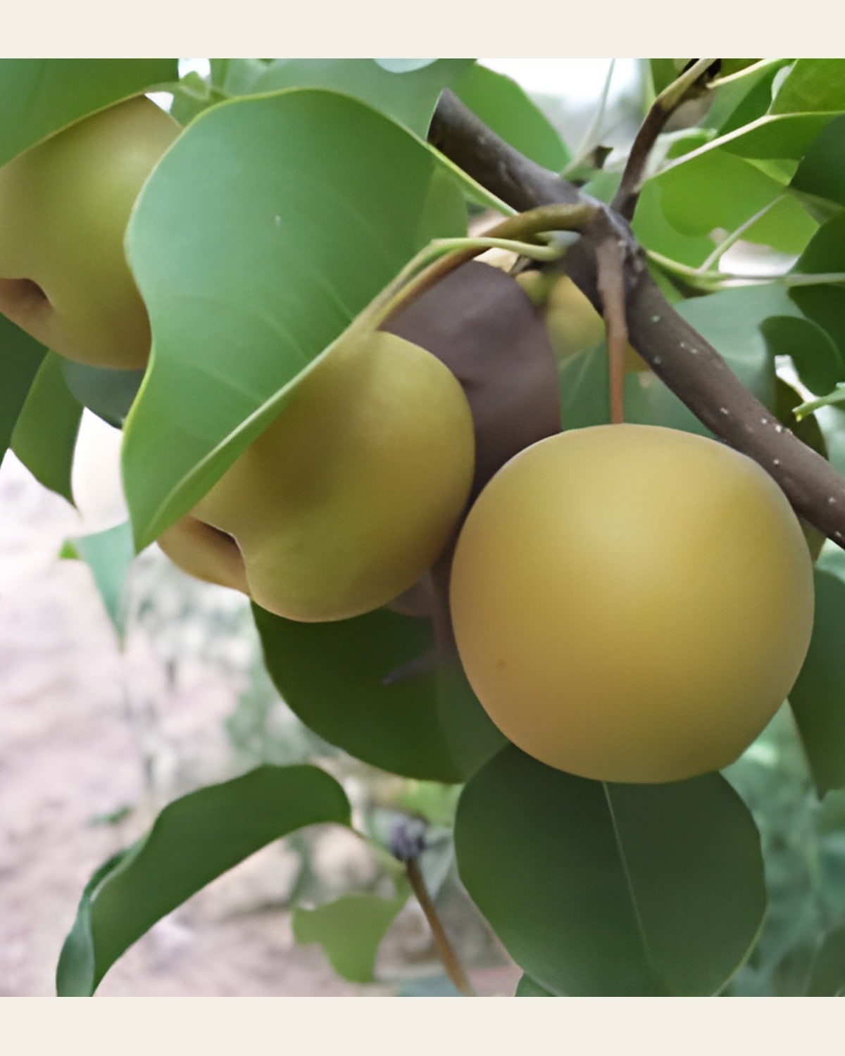 Naspati (Pear) Plant