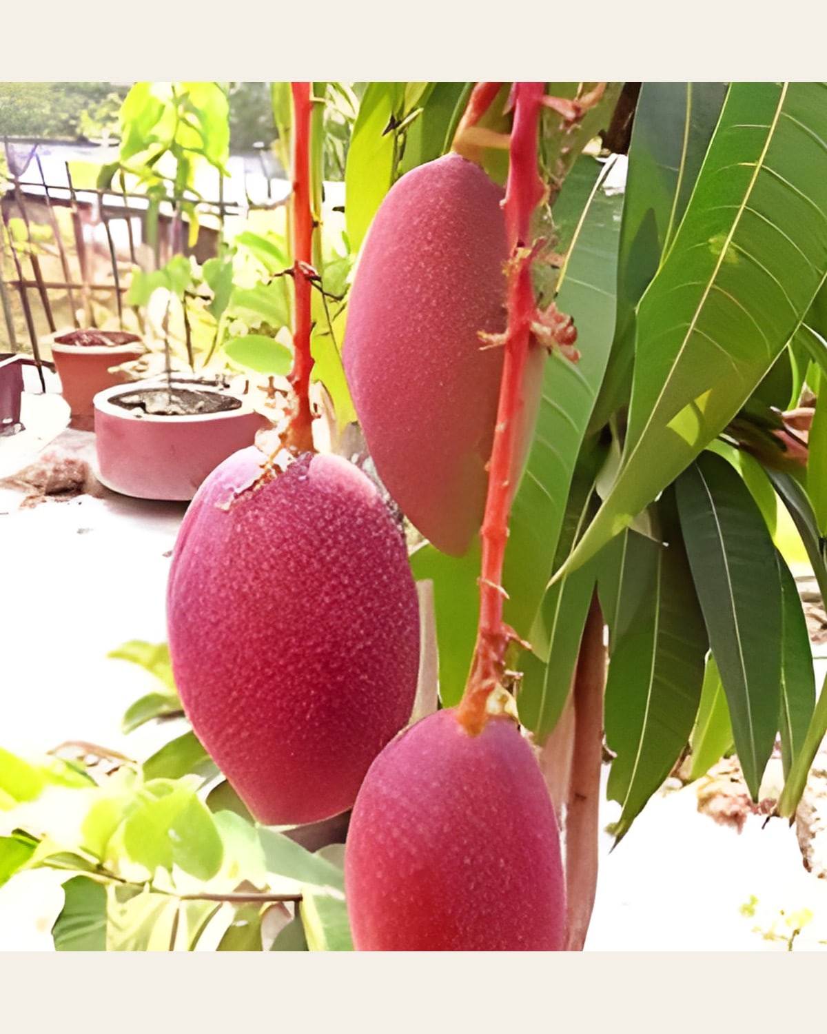 King of Chakapat Mango Plant