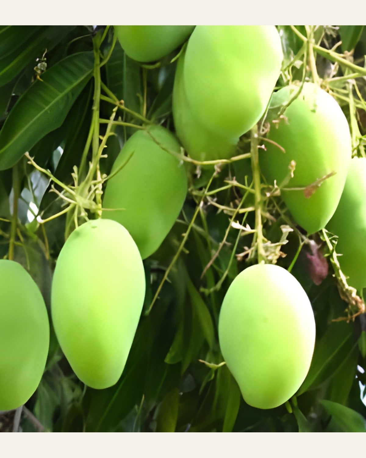 Baramasi Mango Plant