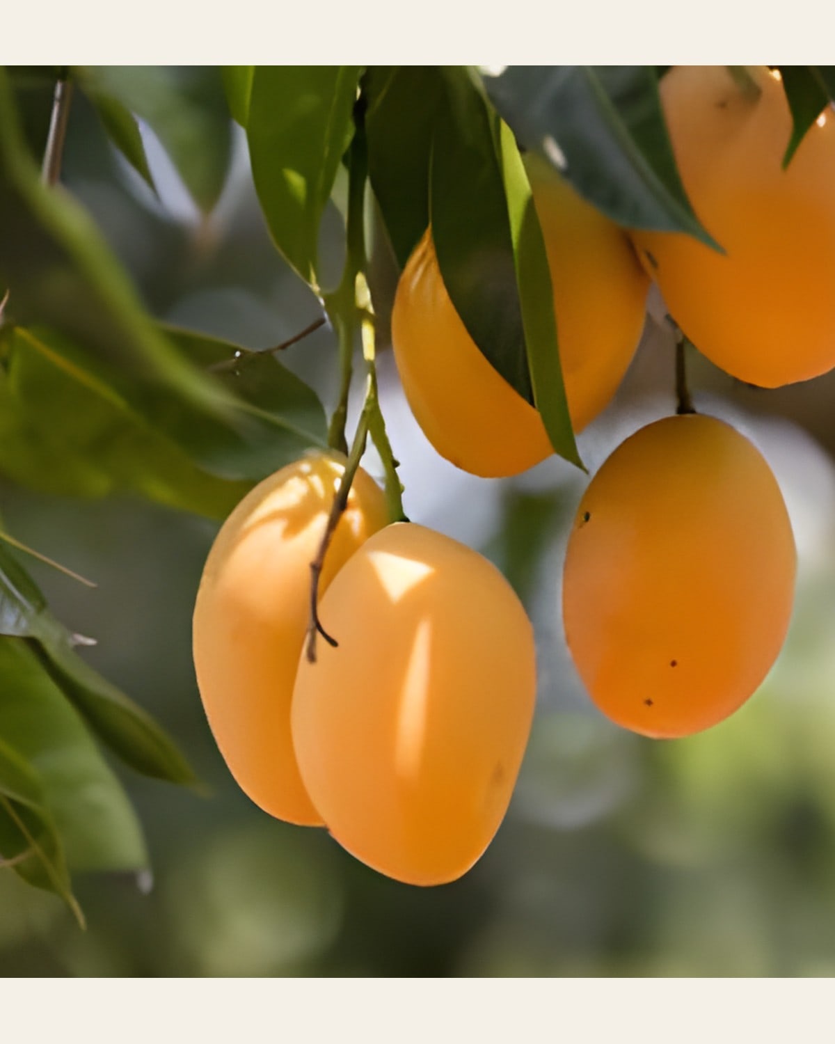 Alphonso Mango Plant (Grafted)