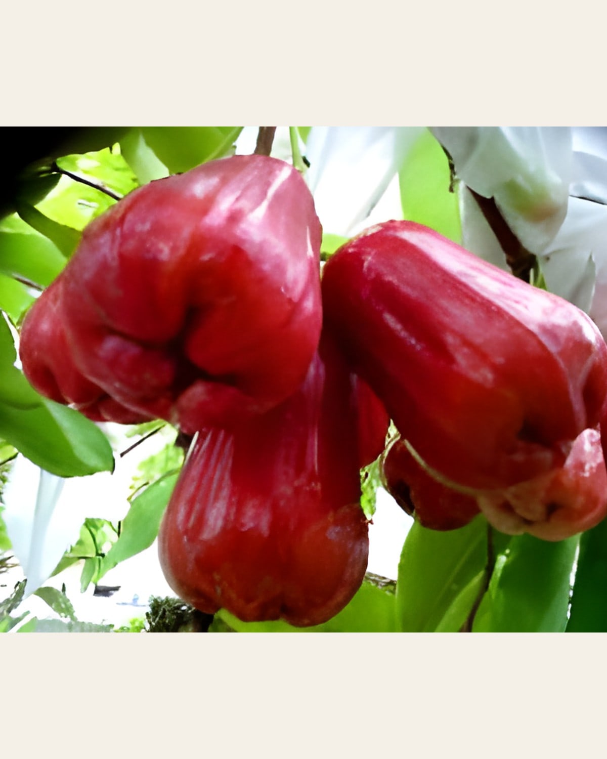 Red Water Apple Plant