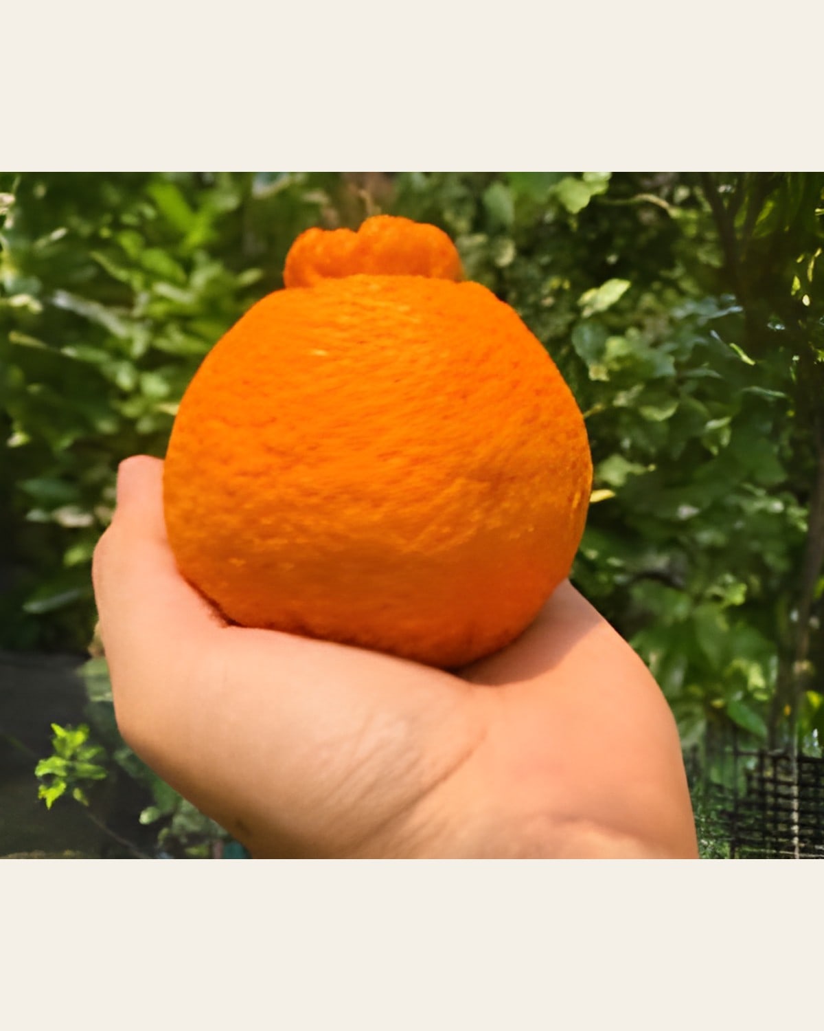 Dekopon Orange Plant