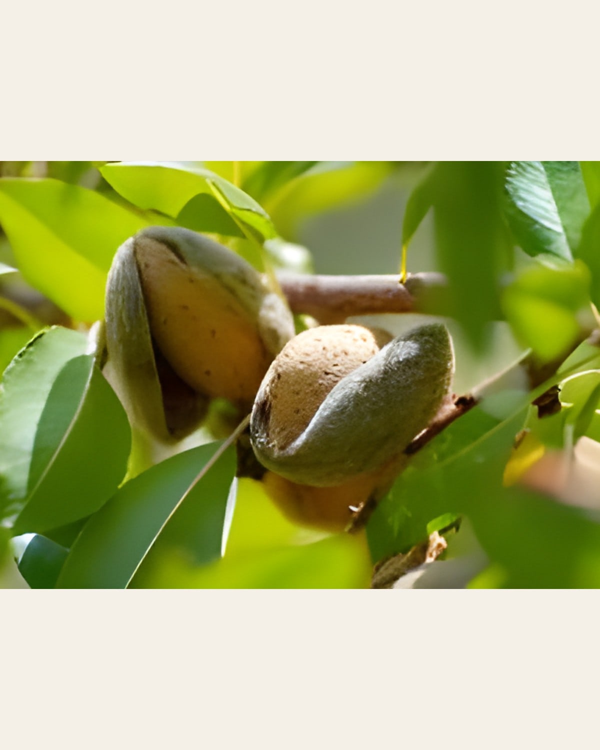 Almond Plant (Grafted)