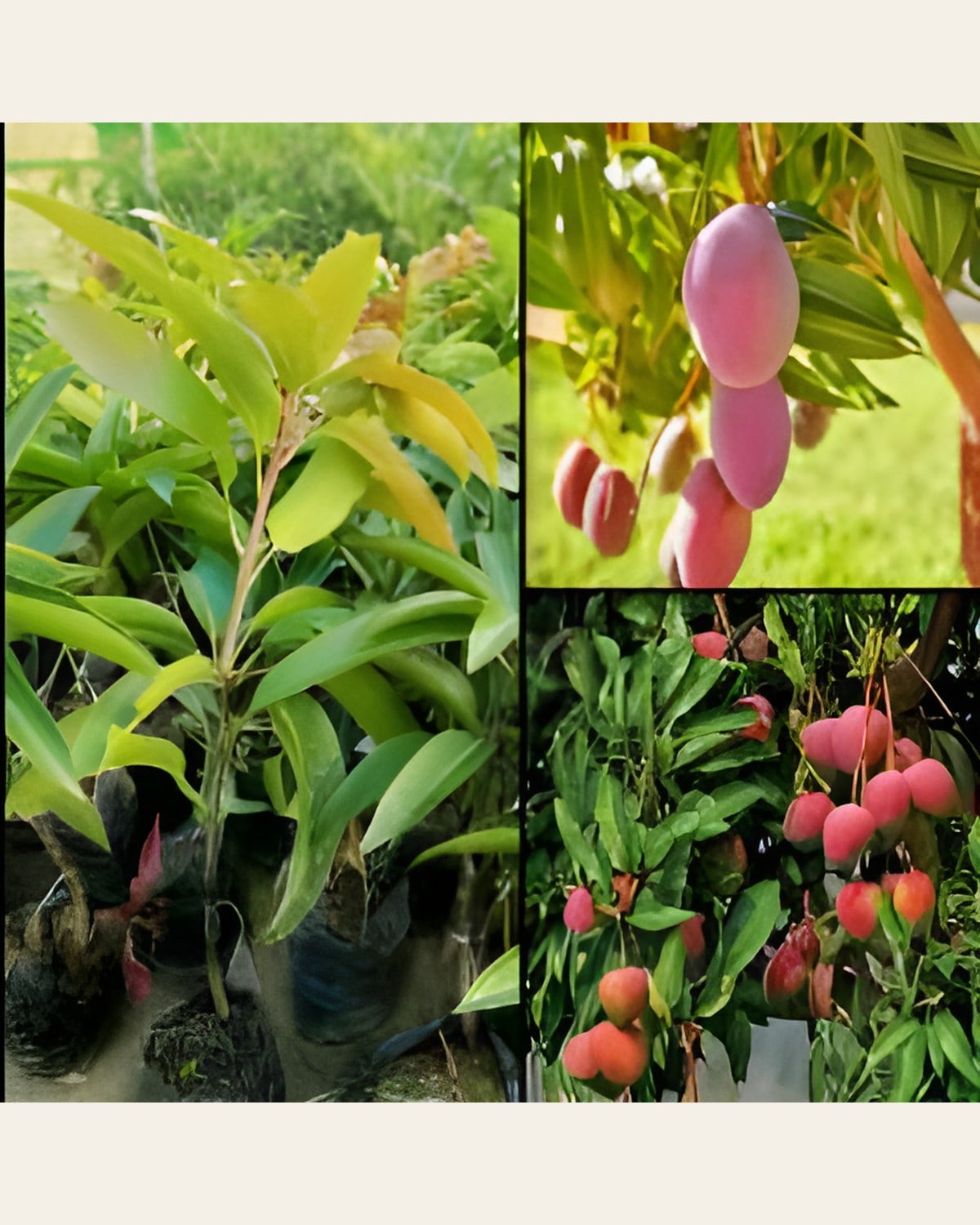 Red Palmer Mango Plant (Grafted)