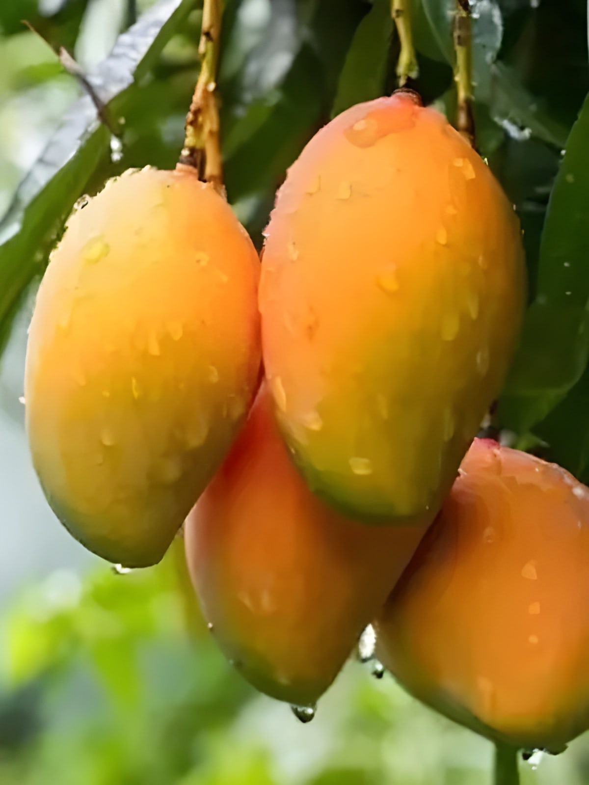 Gurjeet Mango Plant