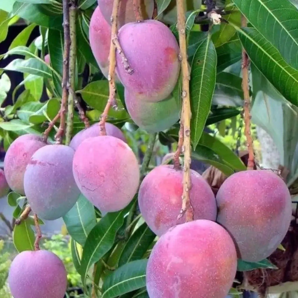 Pusa Arunika Mango Plant