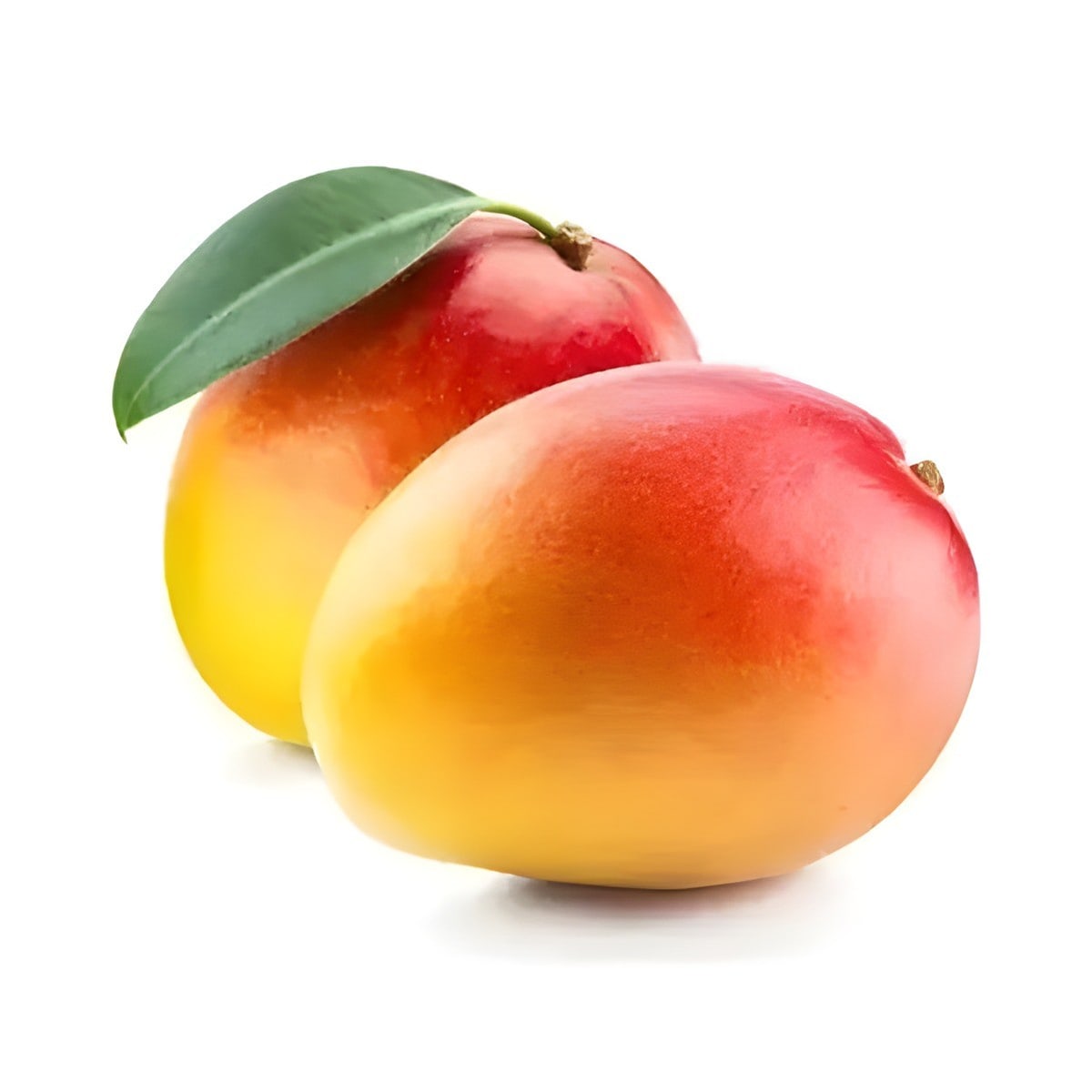 Pusa Surya Mango Plant