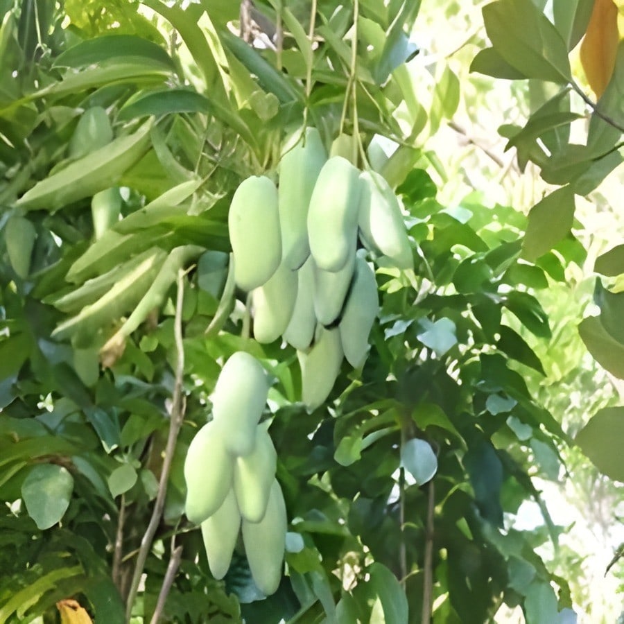 All Time Vastara Mango Plant