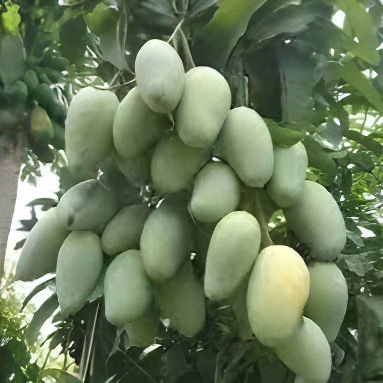 All Time Vastara Mango Plant, image 2 of 4