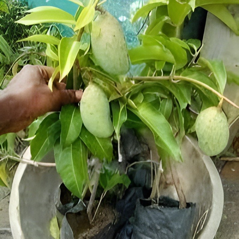All Time Vastara Mango Plant, image 3 of 4