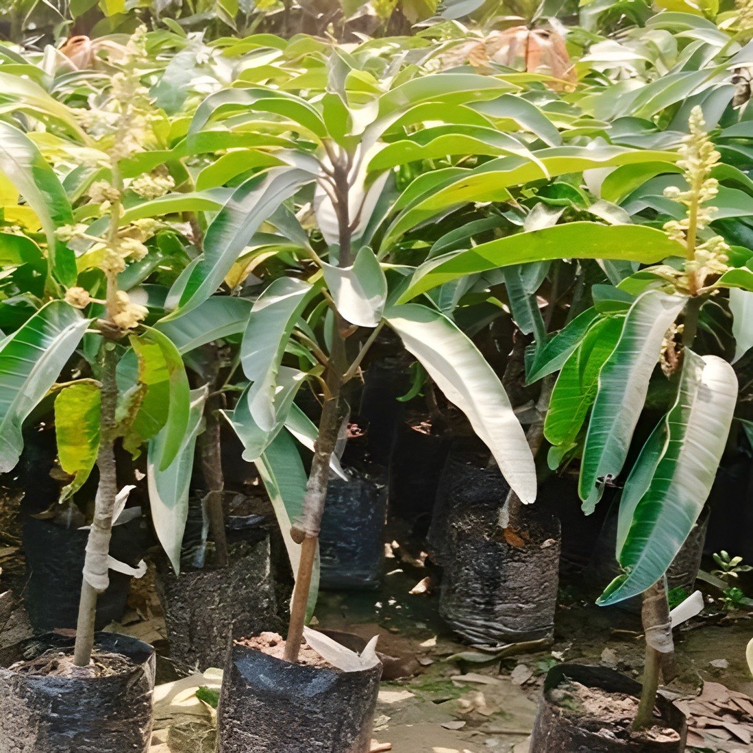 All Time Vastara Mango Plant, image 4 of 4