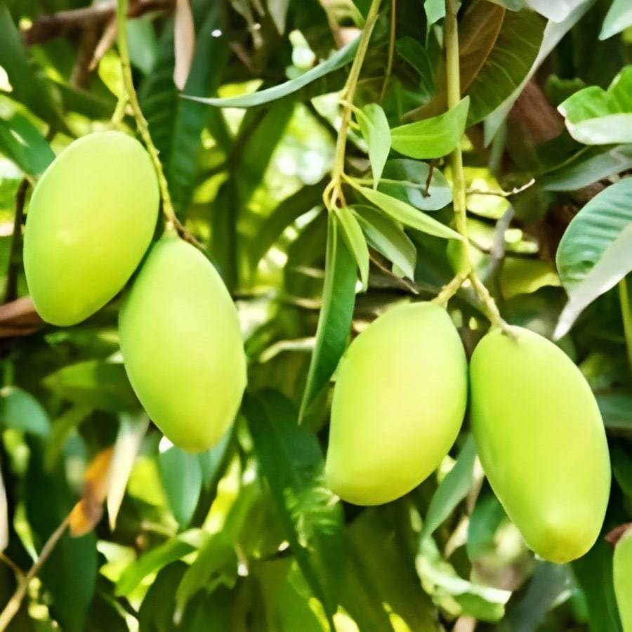 Chaunsa Mango Plant