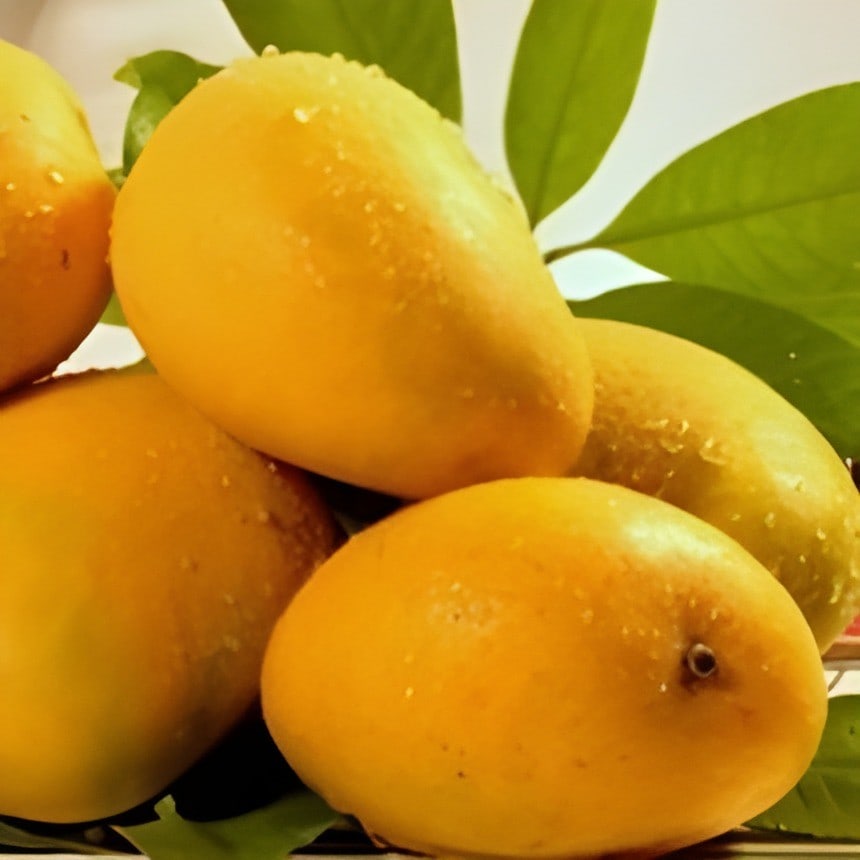 Champa Mango Plant
