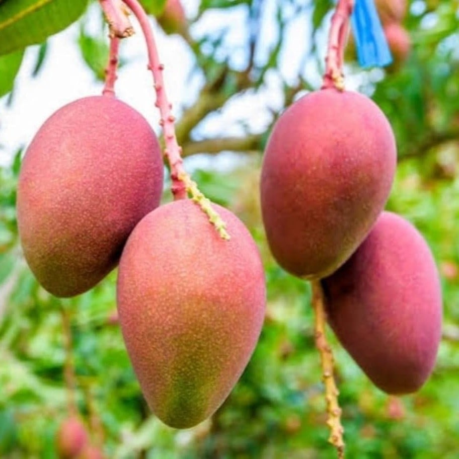 Pusa Arunima Mango Plant