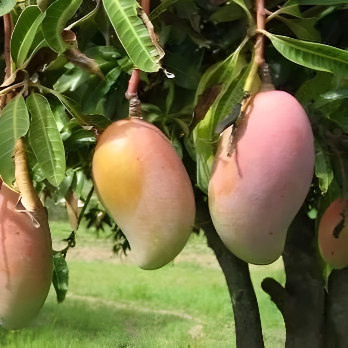 Amrapali Mango Plant