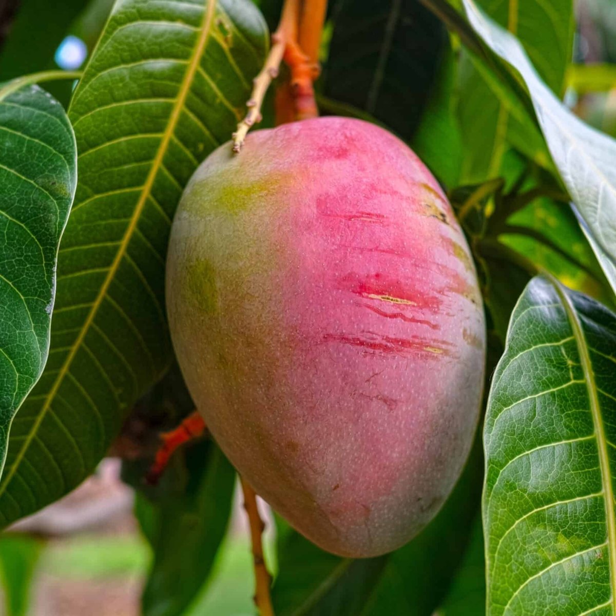 Amrapali Mango Plant, image 2 of 3