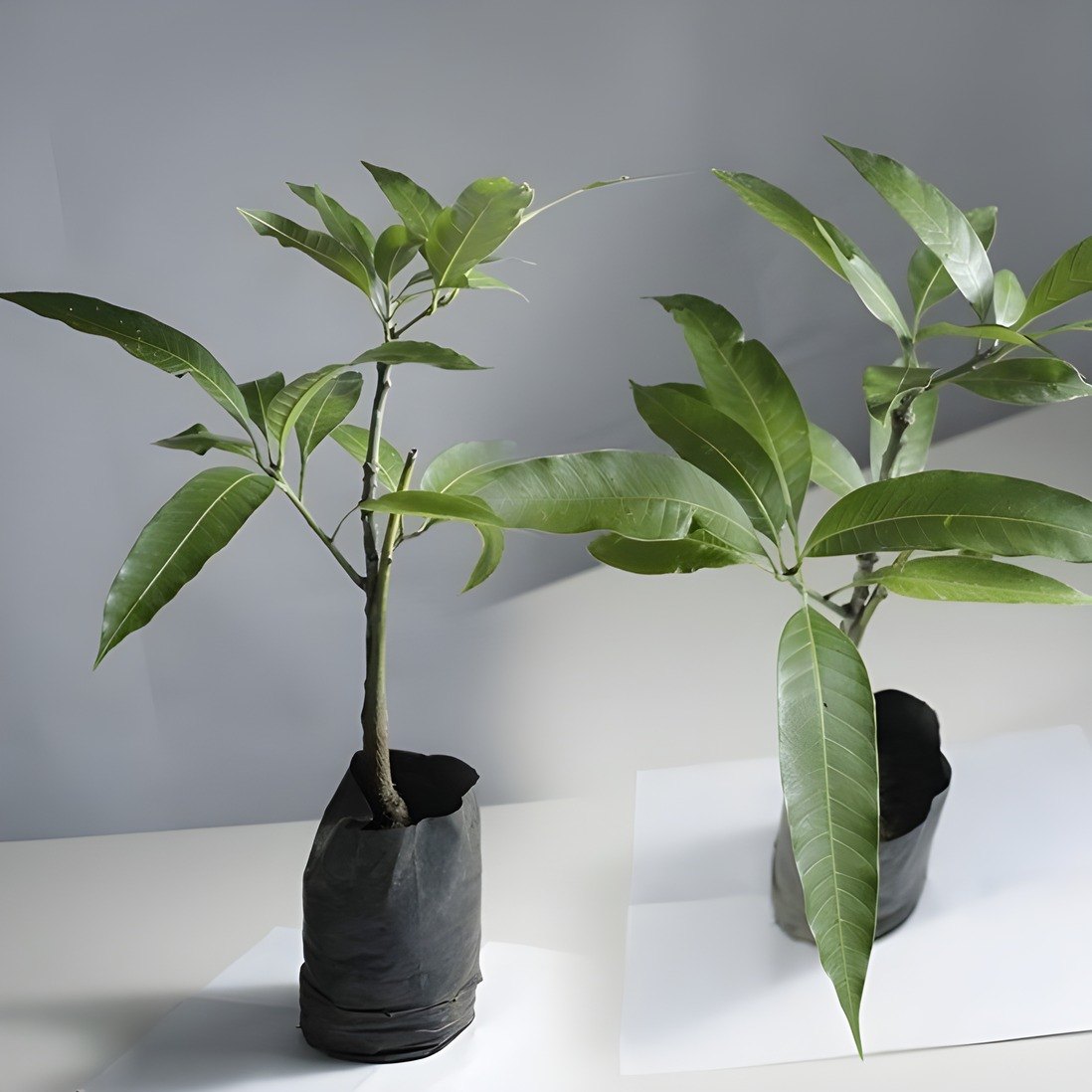 Amrapali Mango Plant, image 3 of 3