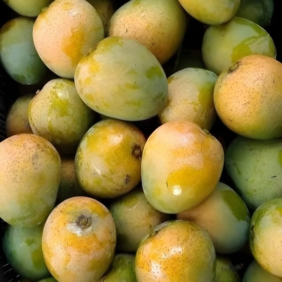 Mallika Mango Plant
