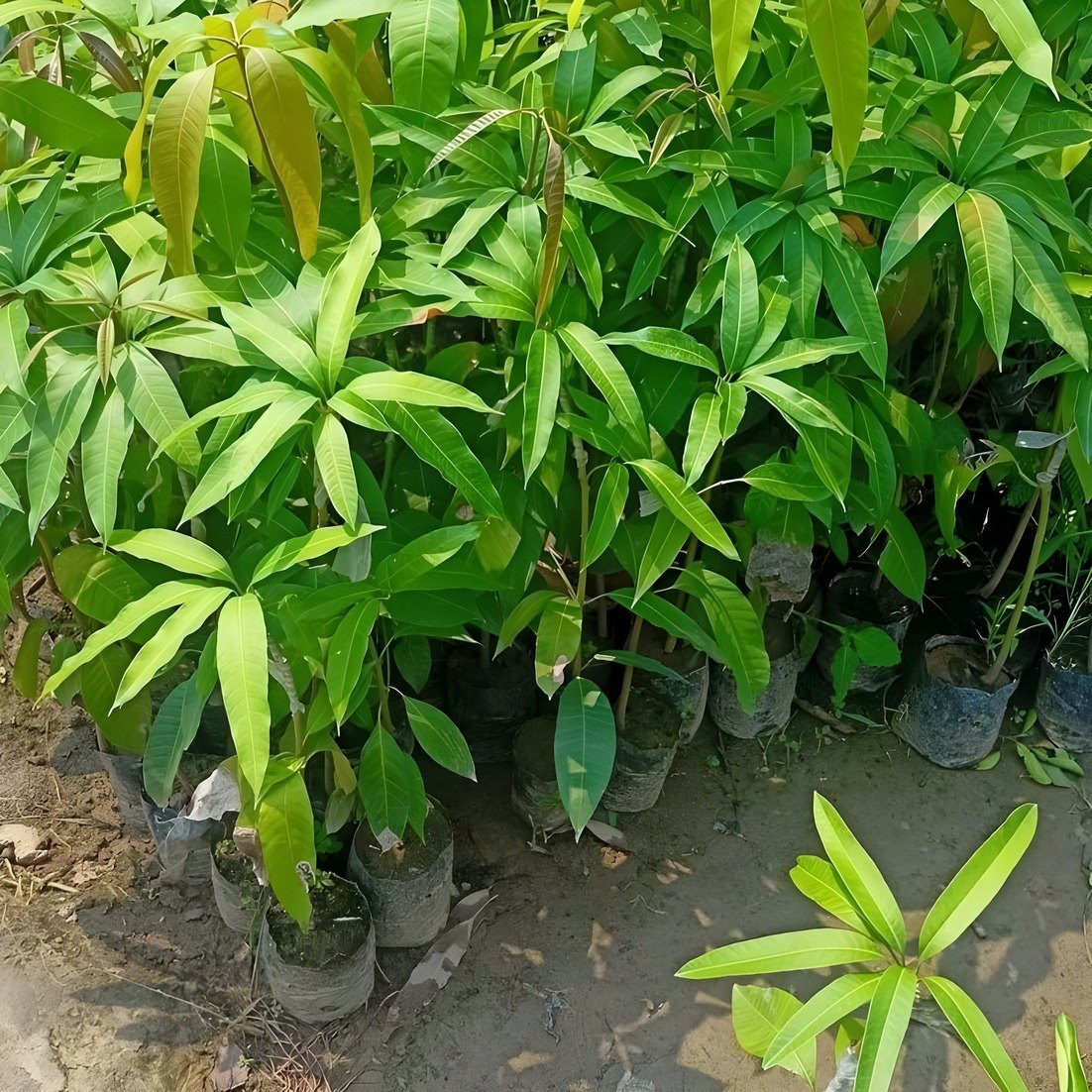 Mallika Mango Plant, image 2 of 2