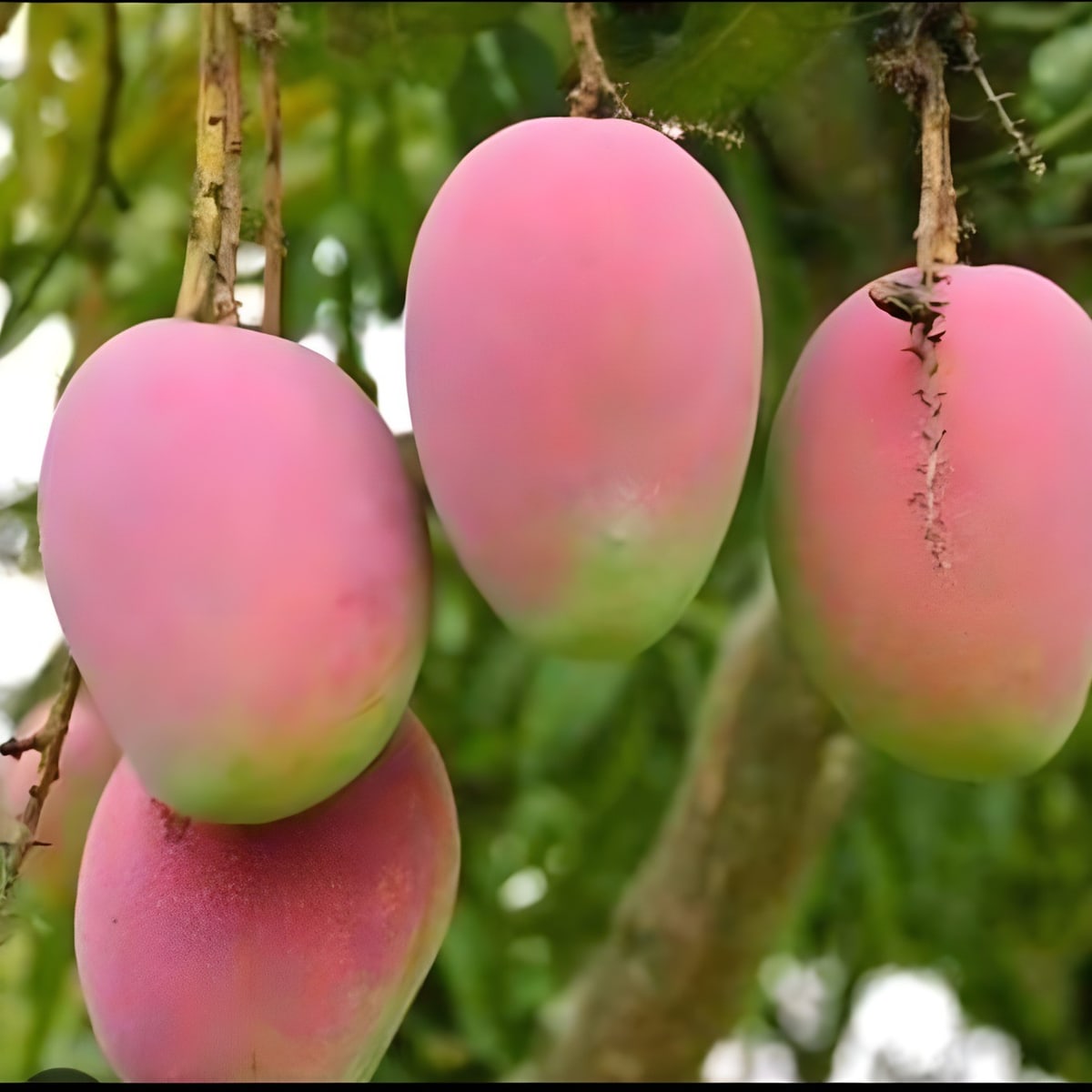 Gulab Khas Mango Plant