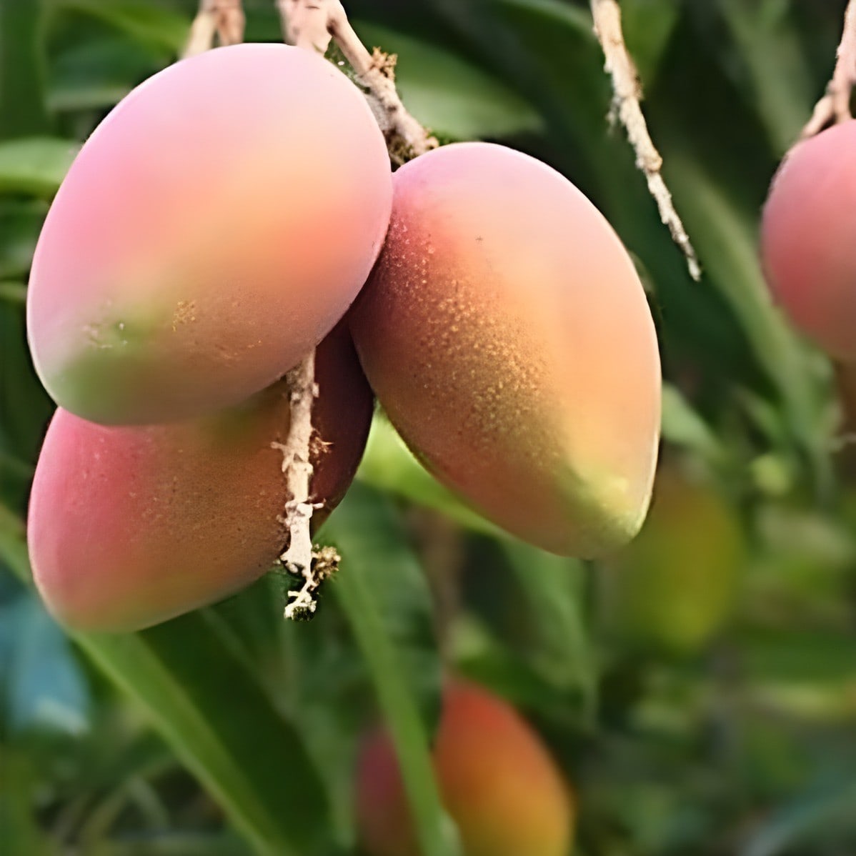 Subarnarekha Mango Plant
