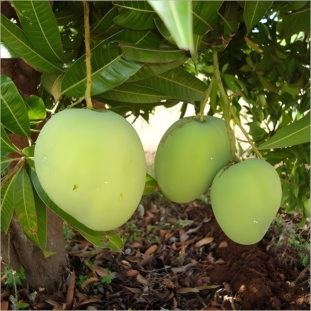Himsagar Mango Plant