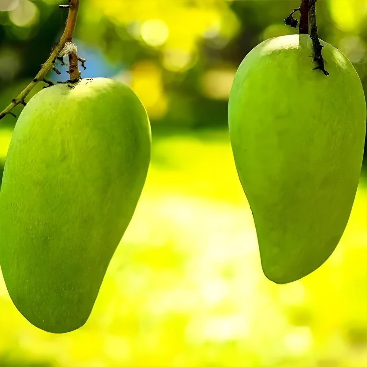 Noor Jahan Mango Plant