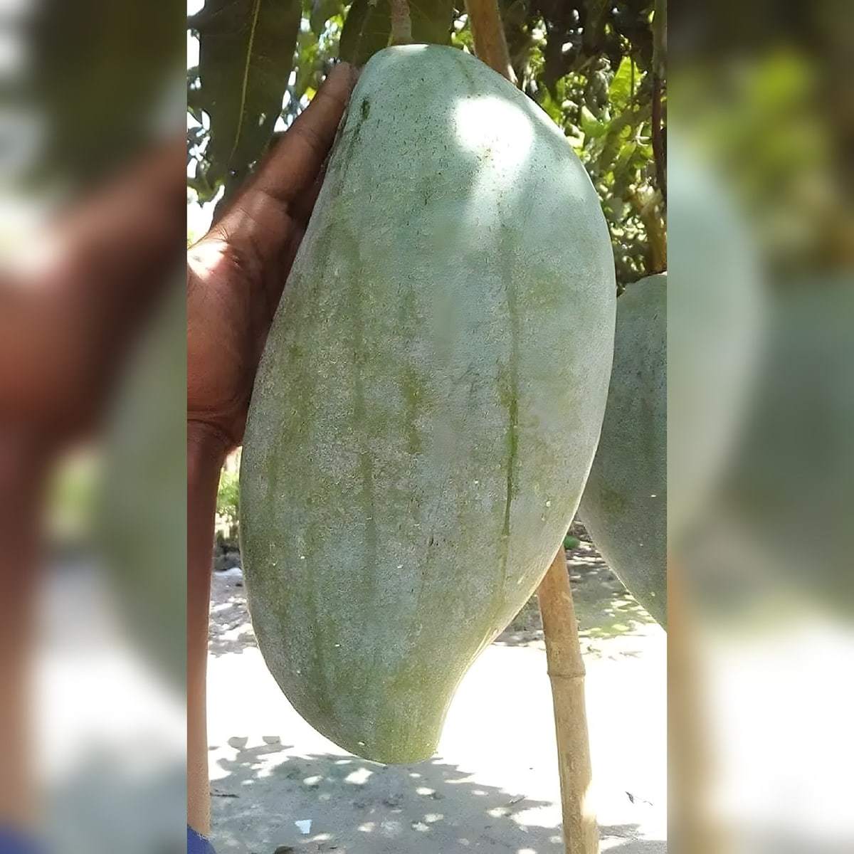 Brunai King Mango Plant