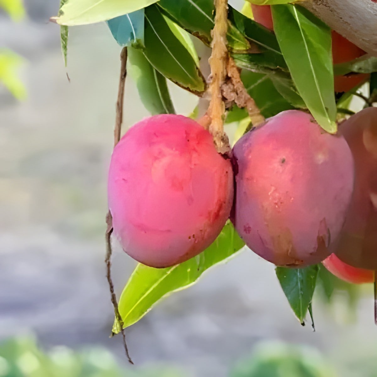 Pusa Lalima Mango Plant