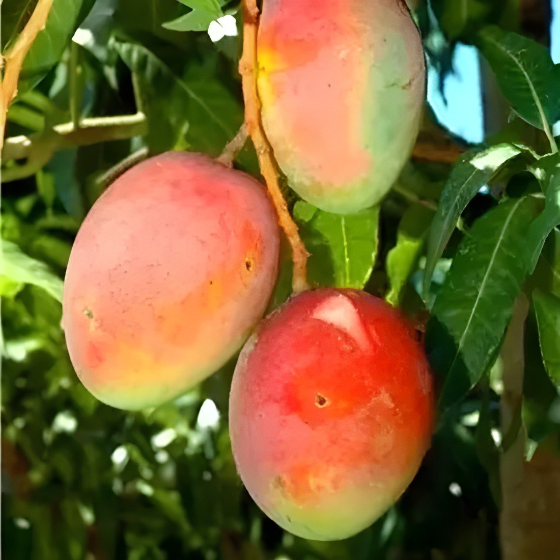 Pusa Lalima Mango Plant, image 2 of 3