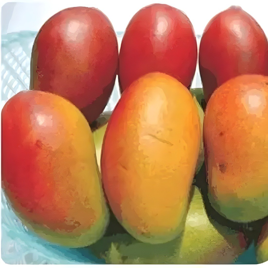 Pusa Lalima Mango Plant, image 3 of 3